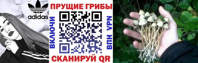закладка  сайты даркнета клад  МЕГА   Галлюциногенные грибы мицелий  Похвистнево 